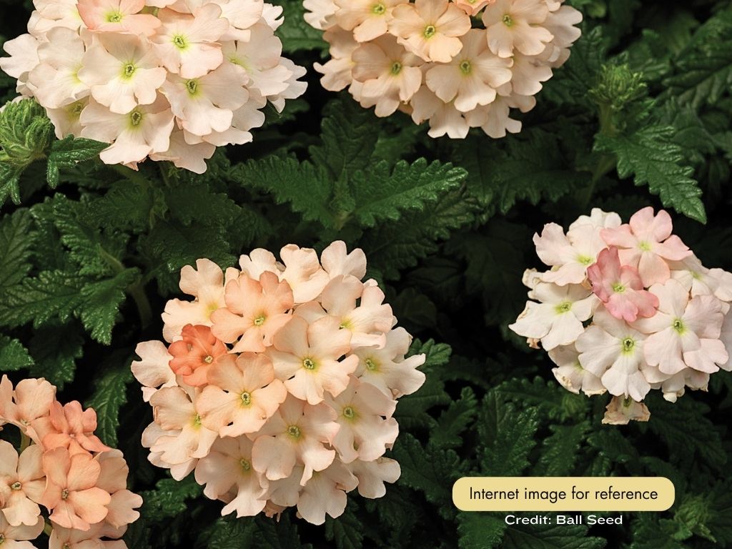 Verbena - Tuscany Peach